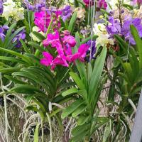 Vanda 10
