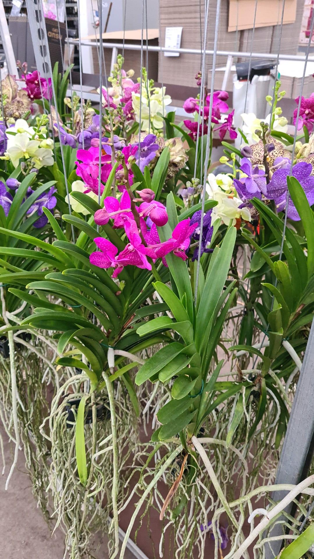 Vanda 10