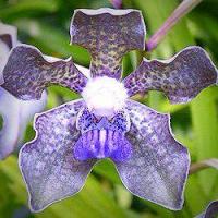 Vanda tesselata blue