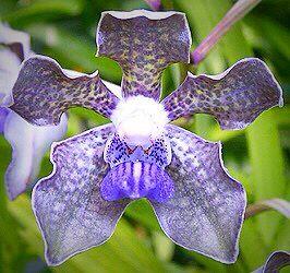 Vanda tesselata blue