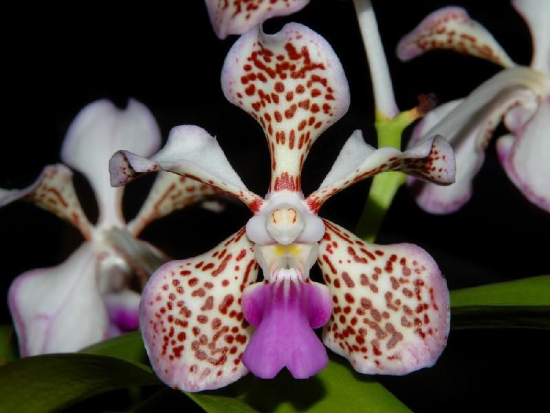 Vanda tricolor 1