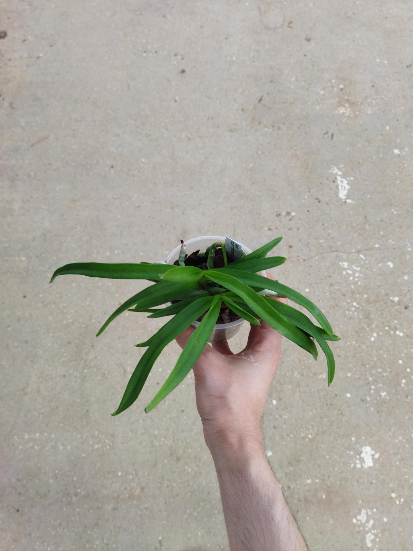 Vanda tricolor x tesselata blue 1