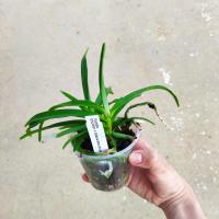 Vanda tricolor x tesselata blue 2