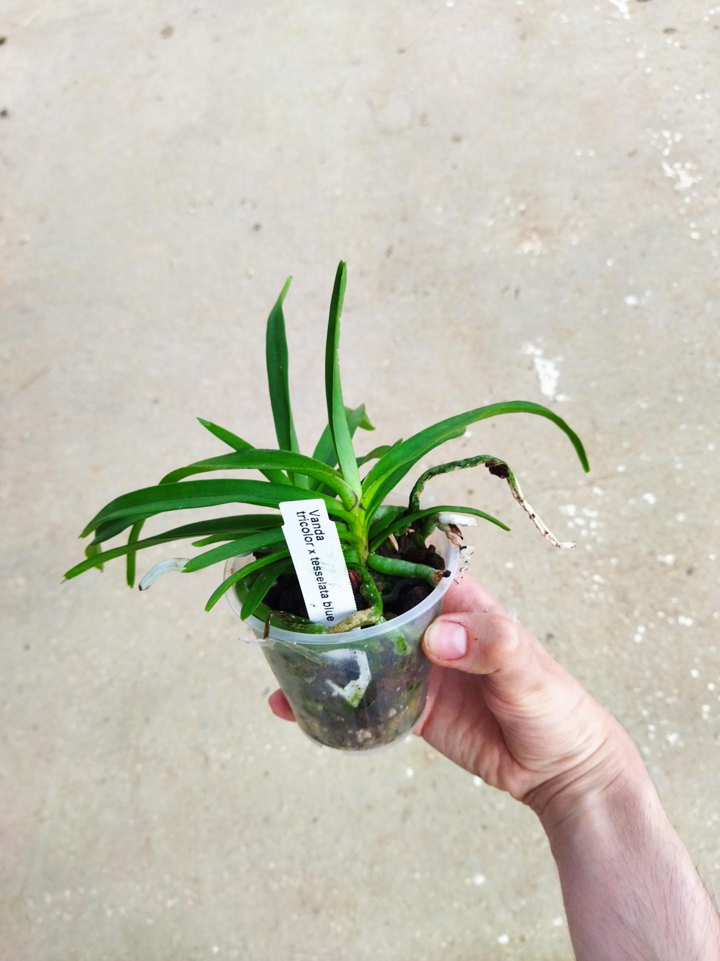 Vanda tricolor x tesselata blue 2