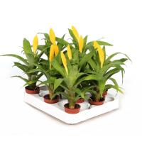 Vriesea ospinae