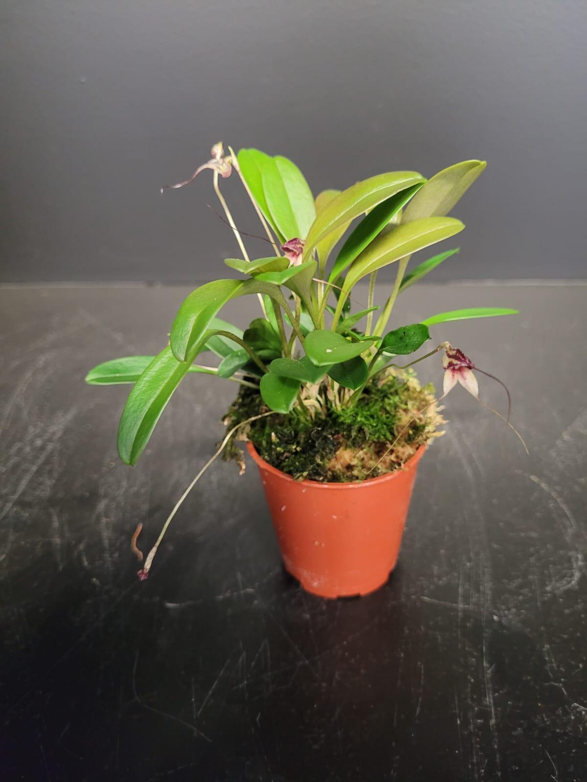 Whatsapp image 2023 09 01 at 17 04 17