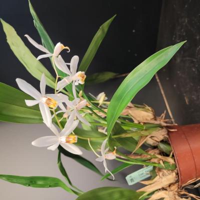 Orchid Coelogyne flaccida