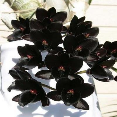 Orchid 1 Fredclarkeara After Dark 'SVO Black Pearl'