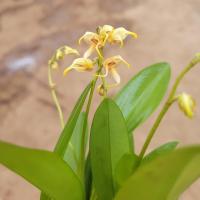 5masdevallia polysticta botanique