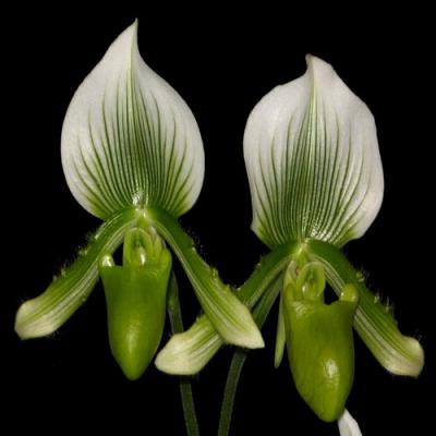 Orquídea Paphiopedilum green maudiae