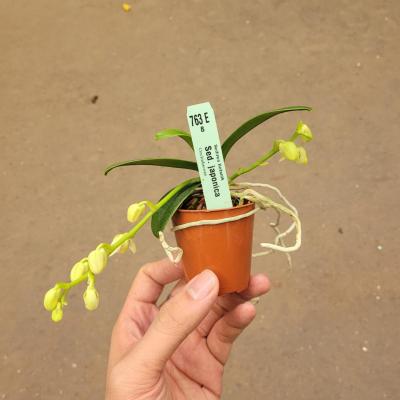 Orchid Sedirea japonica