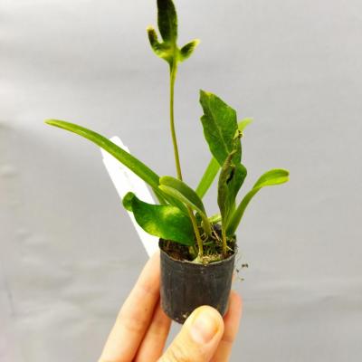 Angraecum elephantinum (Ø5cm)