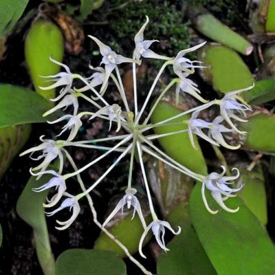 Orchid Bulbophyllum laxiflorum