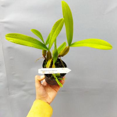 Bulbophyllum maximum (Ø9cm)