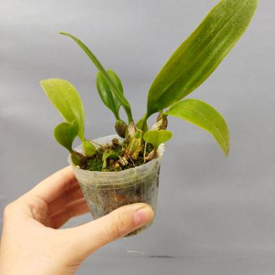 Bulbophyllum sanguineopunctatum (Ø7cm)