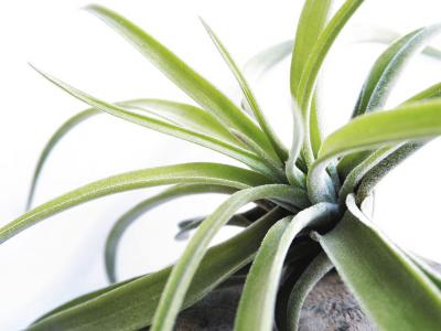 Cat bromeliacee