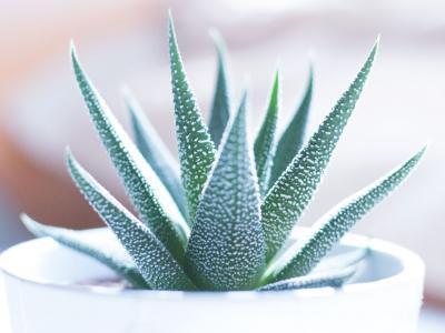 Cat cactus plantes grasses
