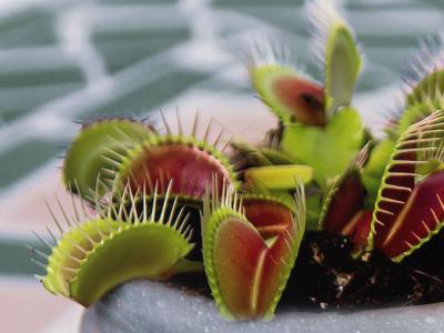 Cat plantes carnivores