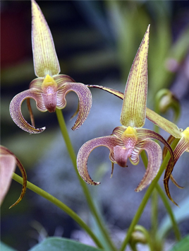 Jeunes orchidées