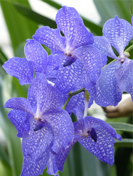 Orchidées vanda