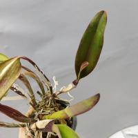 Cattleya blc king of taiwan 2 