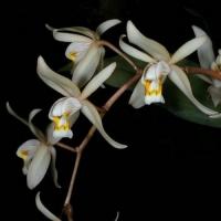 Coelogyne flaccida orchidee vente orchid