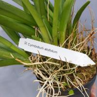 Cymbidium aloifolium 2 1