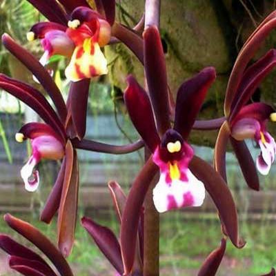 Orquídea Cymbidium atropurpureum