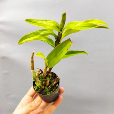 Dendrobium formosum (Ø6cm)