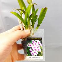 Dendrobium kaidao beauty 2 1