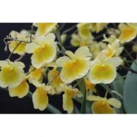 Dendrobium lindleyi 2
