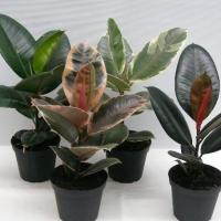 Ficus elastica mix