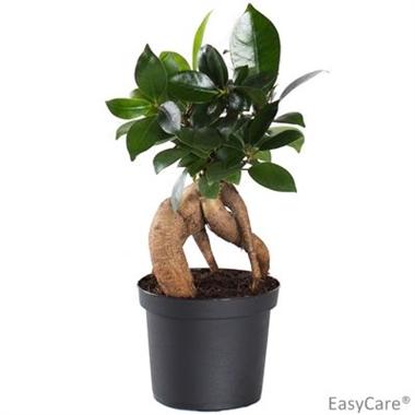 Ficus microcarpa (∅9cm)