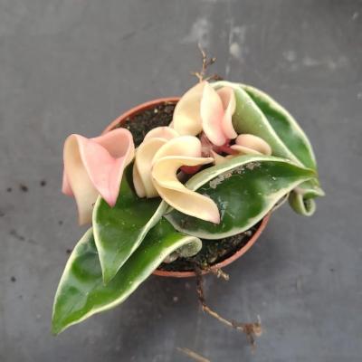 Hoya compacta variegata (6cm)