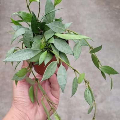 Hoya lacunosa mint (9cm)