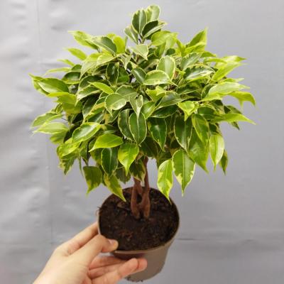 Ficus benjamina tressé (Ø12cm - 45cm)