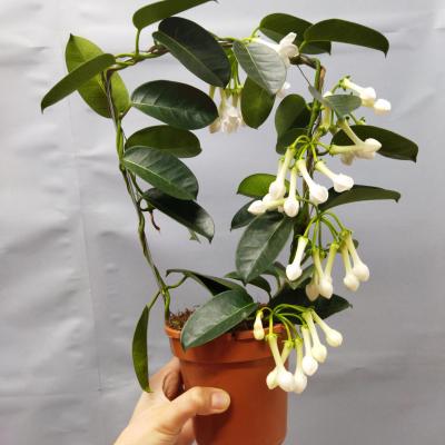 Stephanotis floribunda 'Fleur Parfum' (12cm)