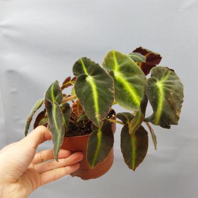 Begonia Iistada (12cm)