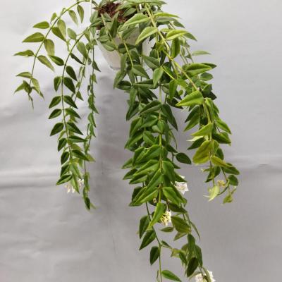 Hoya australis 'Lisa' (12cm)