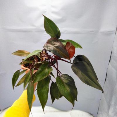 Philodendron erubescens 'New Red'