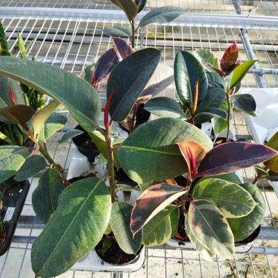 Lot de 2 Ficus elastica