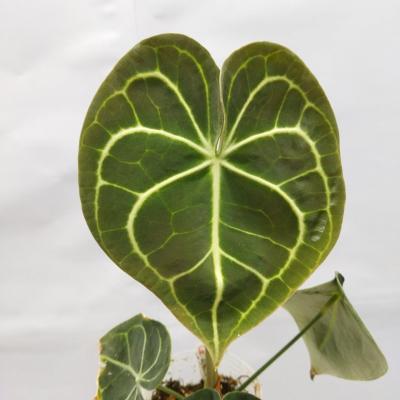 Anthurium clarinervium x sib (Ø9cm)
