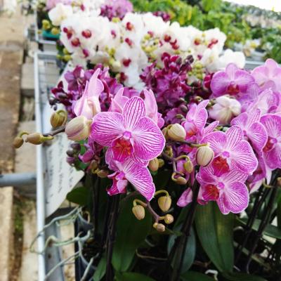 Phalaenopsis orchid surprise!