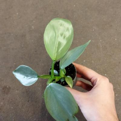 Philodendron Silver Dust mini
