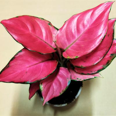 Aglaonema Pink Star (12cm)