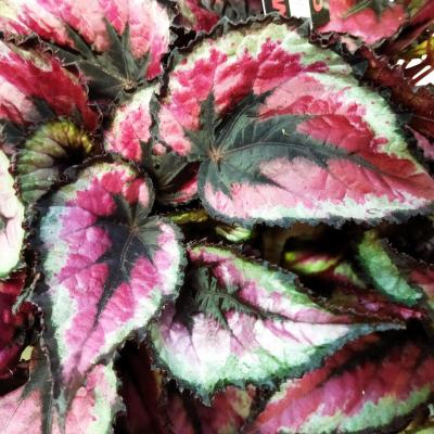 Begonia Magic Colours (Ø13cm)