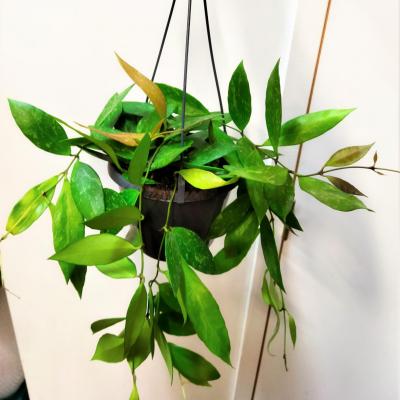 Hoya Gracilis (14cm) hangpot