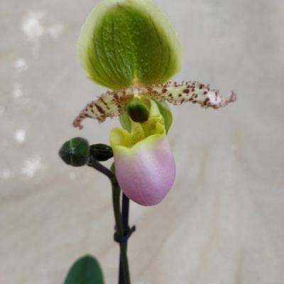 Orquídea Paphiopedilum Pinocchio