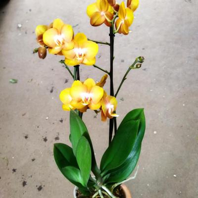 Orchidée Phalaenopsis  LAS VEGAS Gold - 2-3 spikes