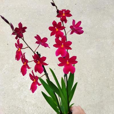 Orchidee Cambria 